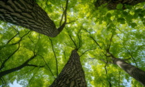 Per la Festa dell'albero 150 alberi e arbusti lungo il nuovo percorso ciclopedonale