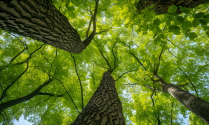 Per la Festa dell'albero 150 alberi e arbusti lungo il nuovo percorso ciclopedonale