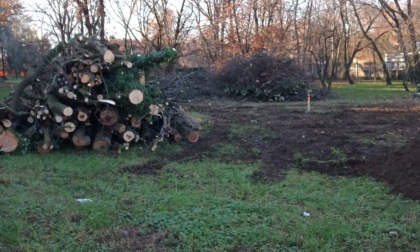 A Desio tagliati dieci alberi al parco Mauri, è protesta