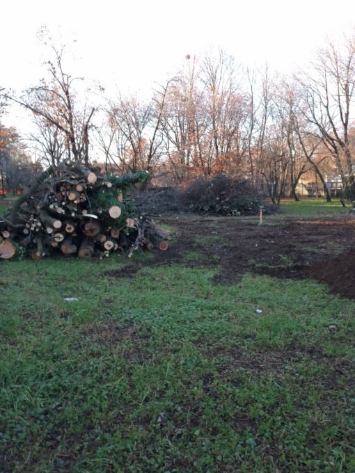 A Desio tagliati dieci alberi al parco Mauri, è protesta