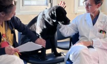 Al San Gerardo la Pet Therapy per migliorare la qualità di vita dei pazienti