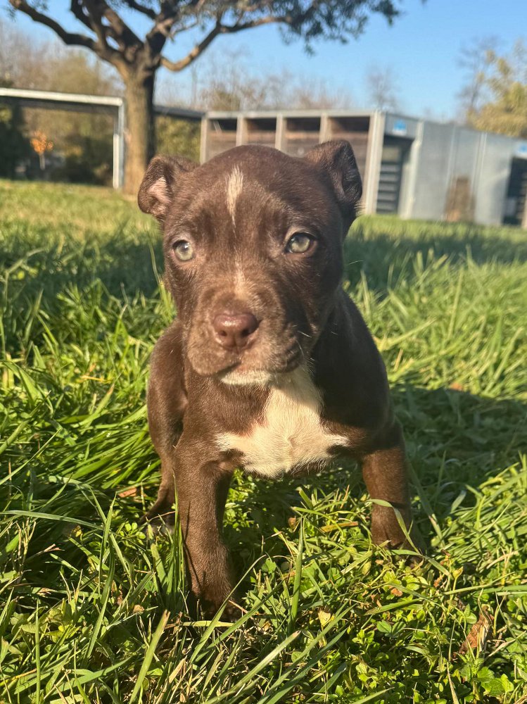 pitbullini Enpa abbandoni abbandono animali