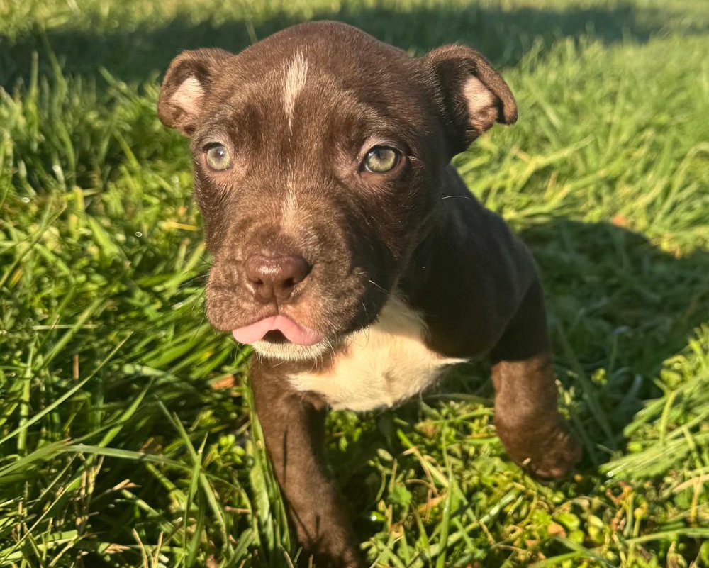 pitbullini Enpa abbandoni abbandono animali