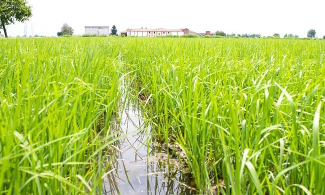 I risicoltori contestano l’accordo commerciale di libero scambio tra l’Unione europea e il Mercosur