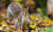 Uno scoiattolo dei giardini della Villa Reale è morto azzannato da un cane