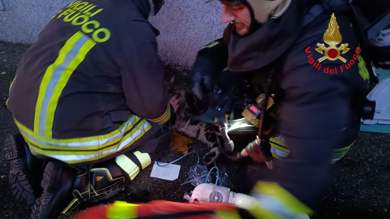 Monza vigili del fuoco pompieri incendio via Monte Ortigara mezzi gatto intossicato ossigeno