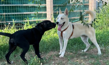 Una giornata con l'esperta per conoscere meglio il proprio cane