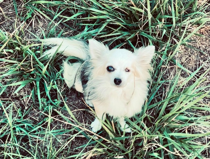 E’ volata via per sempre “Cherry”, il chihuahua che venne rapito e ritrovato dopo due anni