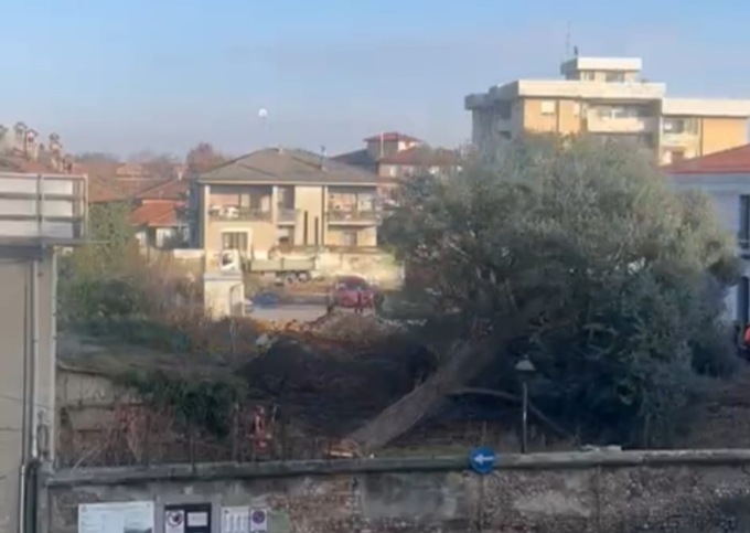Cedro abbattuto a Cogliate, l’opposizione insorge