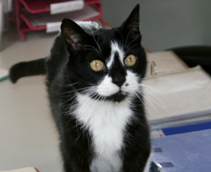 Addio al gatto mascotte del rifugio di Monza