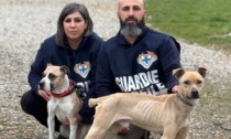 Accumulatori e pitbull riempiono il canile