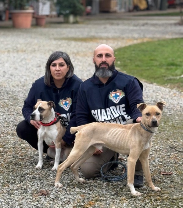 Accumulatori e pitbull riempiono il canile