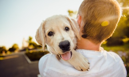 Alimentazione naturale per cani: una scelta sana con Dogfydiet