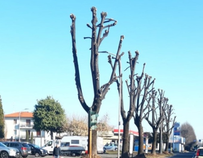 Piante tagliate, polemiche e critiche al Comune