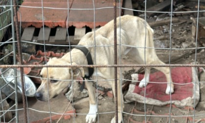 Cani maltrattati, denunciato il proprietario