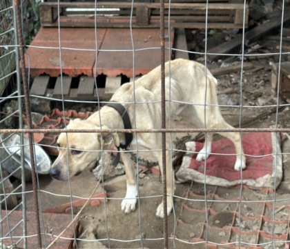 Giussano, cani maltrattati