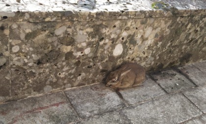 Il coniglio si rifugia sul sagrato, recuperato dalle Gev