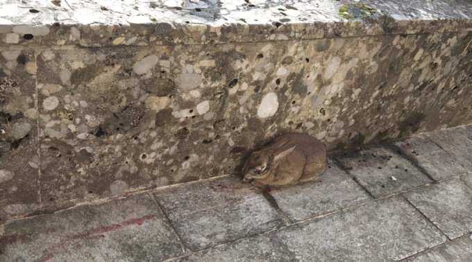 Il coniglio si rifugia sul sagrato, recuperato dalle Gev
