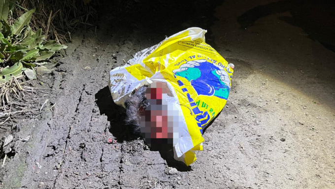 Abbandona un gatto morto a bordo strada: ammenda da 2.500 per un 70enne
