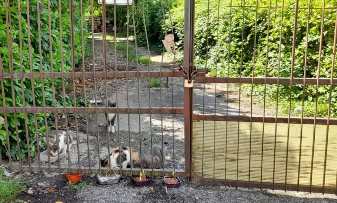 Colonia di gatti salvata dal cantiere di Pedemontana