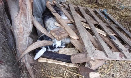 Allevamento non a norma nel Lecchese, Ats Brianza sequestra 30 animali