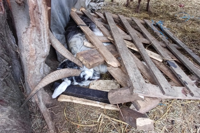 Allevamento non a norma nel Lecchese, Ats Brianza sequestra 30 animali