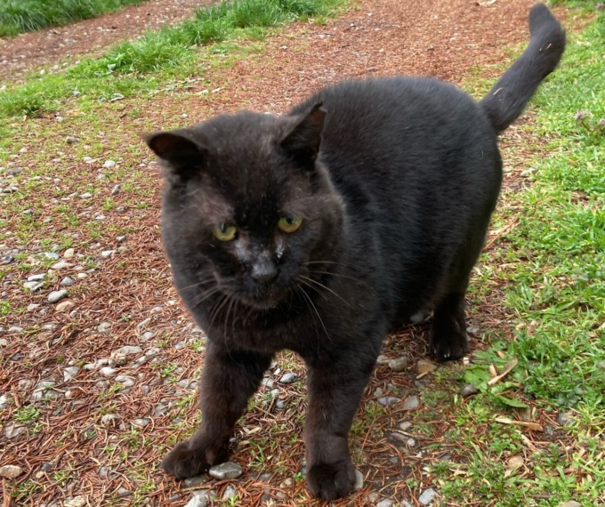 Gatto azzannato e ucciso da due cani