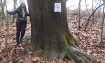 La quercia monumentale che potrebbe bloccare Pedemontana