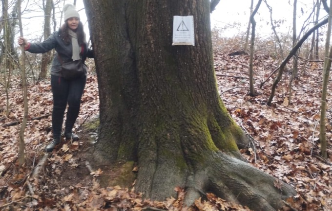 La quercia monumentale che potrebbe bloccare Pedemontana