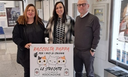 Un punto raccolta pappe per i gatti delle colonie feline