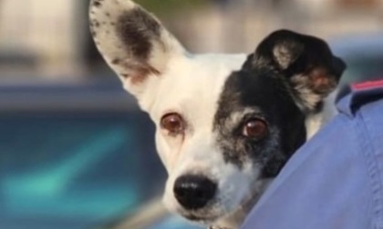 Cagnolino smarrito rischia di essere investito, i Carabinieri lo restituiscono alla proprietaria