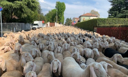 Malattia della lingua blu negli ovini, Ats Brianza si prepara a distribuire oltre 11mila dosi di vaccino