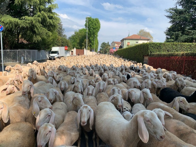 Malattia della lingua blu negli ovini, Ats Brianza si prepara a distribuire oltre 11mila dosi di vaccino