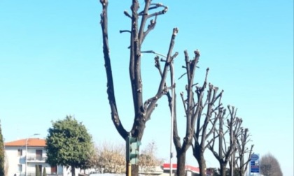 Sul taglio delle piante fioriscono le polemiche