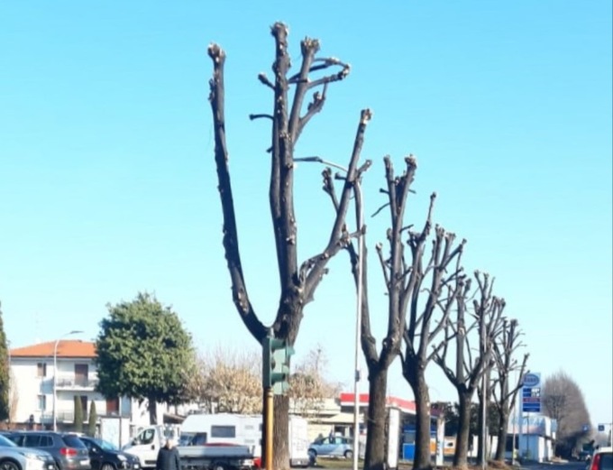 Sul taglio delle piante fioriscono le polemiche