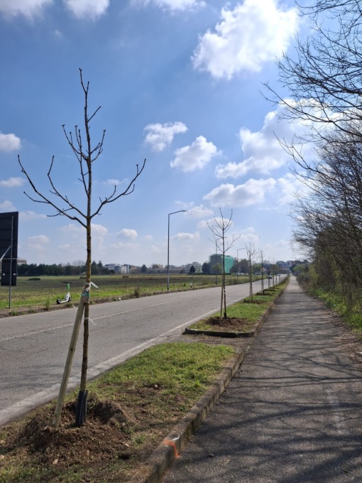 Alberi in arrivo, ecco tutte le piantumazioni previste