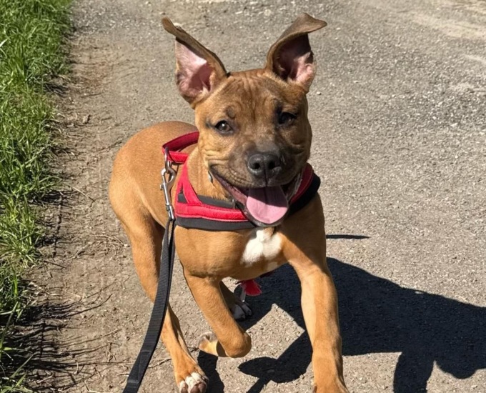 Un nuovo corso di formazione per ottenere il patentino per cani