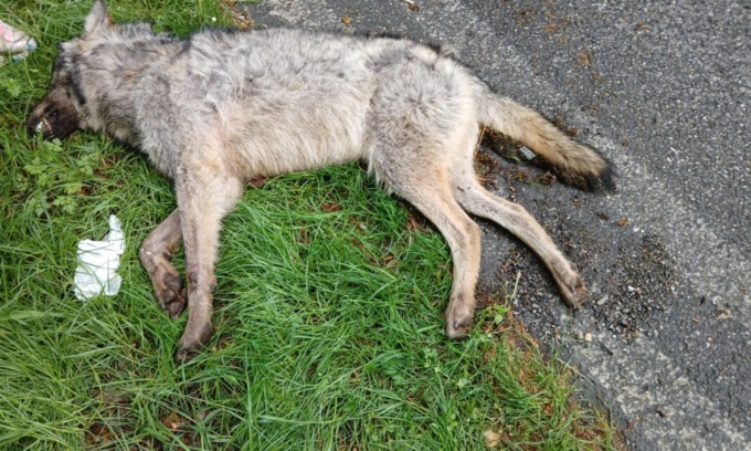 Trovato un animale morto lungo la Sp54, forse è un lupo