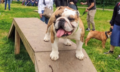 Bulldog Inglesi da tutta Italia per l'evento benefico