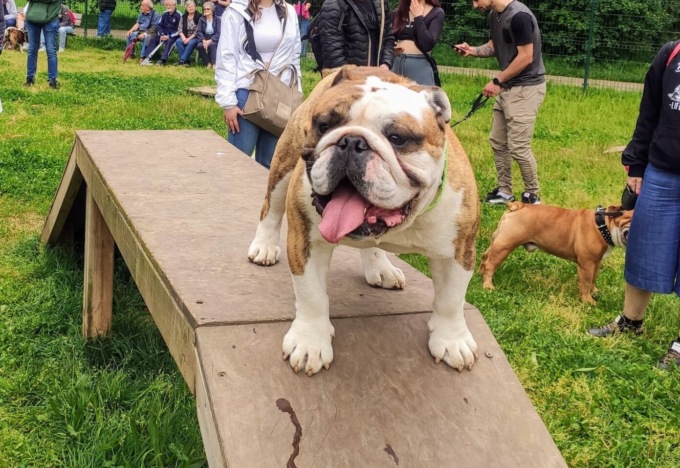 Bulldog Inglesi da tutta Italia per l’evento benefico