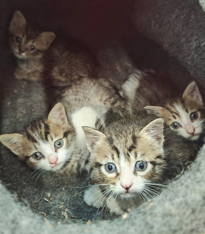 4 gattini in gattile--03-ok