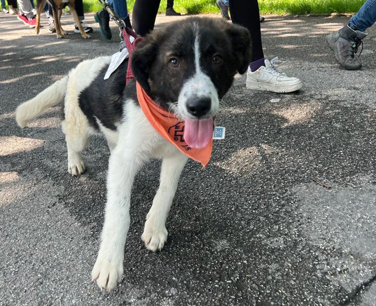 4 p 2023-04cane ok