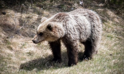 A "tu per tu" con un orso, l'incredibile incontro di un brianzolo in Valtellina