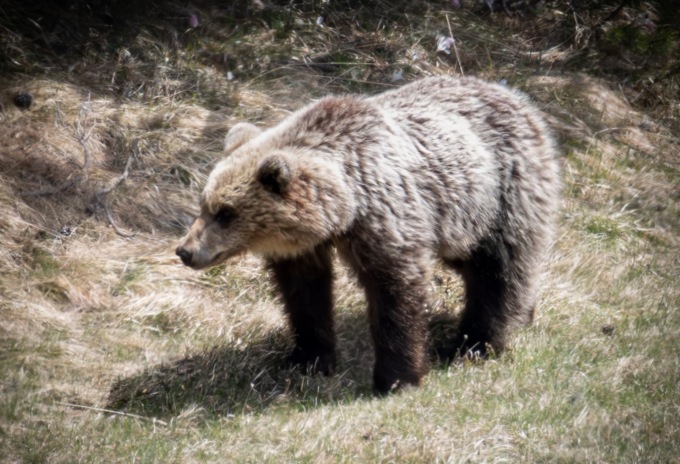 A “tu per tu” con un orso, l’incredibile incontro di un brianzolo in Valtellina