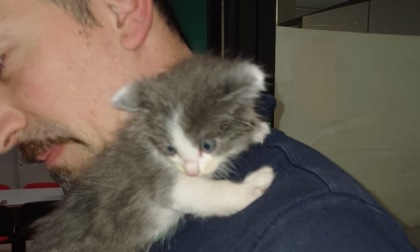 Smontata l’auto della Polizia Locale per... salvare un gattino che si era nascosto