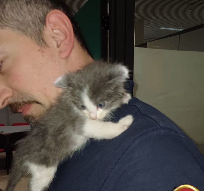 Smontata l’auto della Polizia Locale per… salvare un gattino che si era nascosto