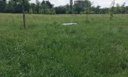 Sfalci fantasma e cocciniglia, allarme nelle aree verdi