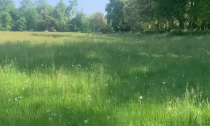 Erba alta al Parco, gli utenti si lamentano, ma c'è un motivo