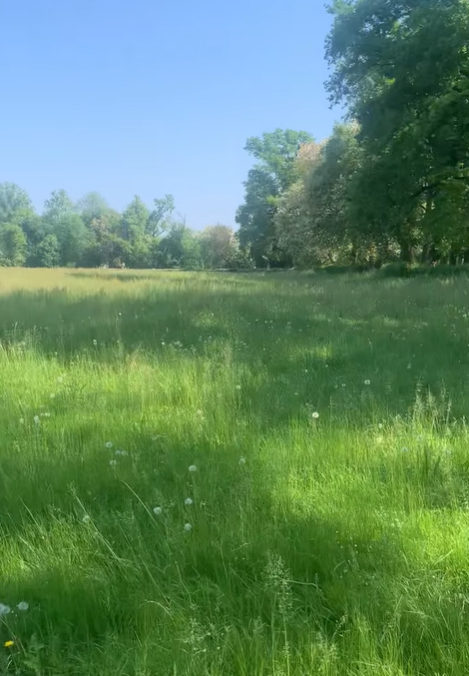 Erba alta al Parco, gli utenti si lamentano, ma c’è un motivo