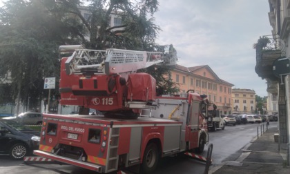 Grosso ramo si spezza e precipita al suolo, tragedia sfiorata